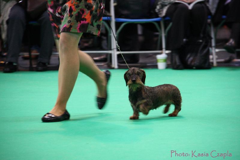 Crufts2011_2 1172.jpg